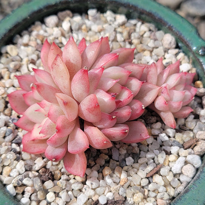 Echeveria 'Mebina'