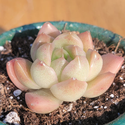 Echeveria 'Mecca'