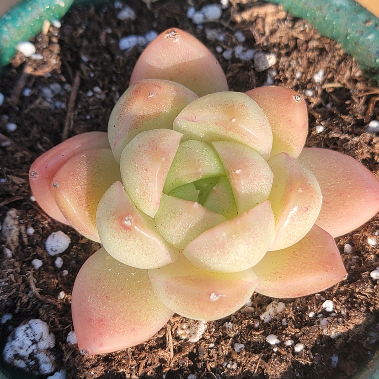 Echeveria 'Mecca'