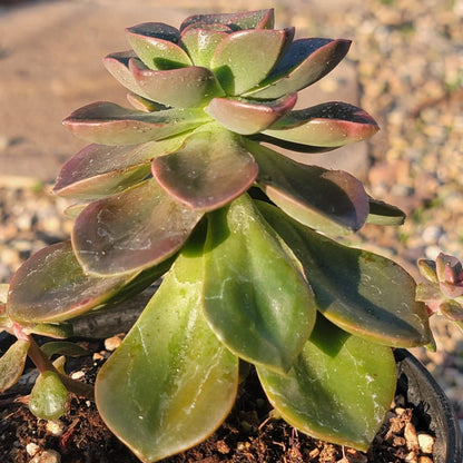 DesertScapeSucculent Succulent 4" Assorted Echeveria 'Melaco'