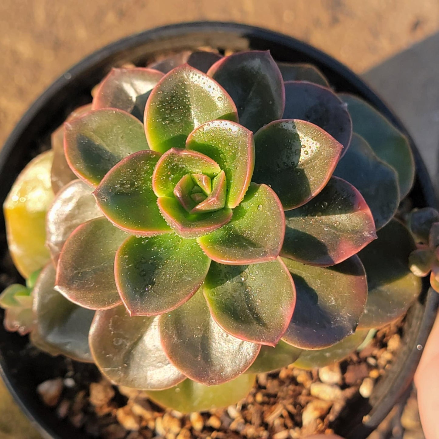 DesertScapeSucculent Succulent 4" Assorted Echeveria 'Melaco'