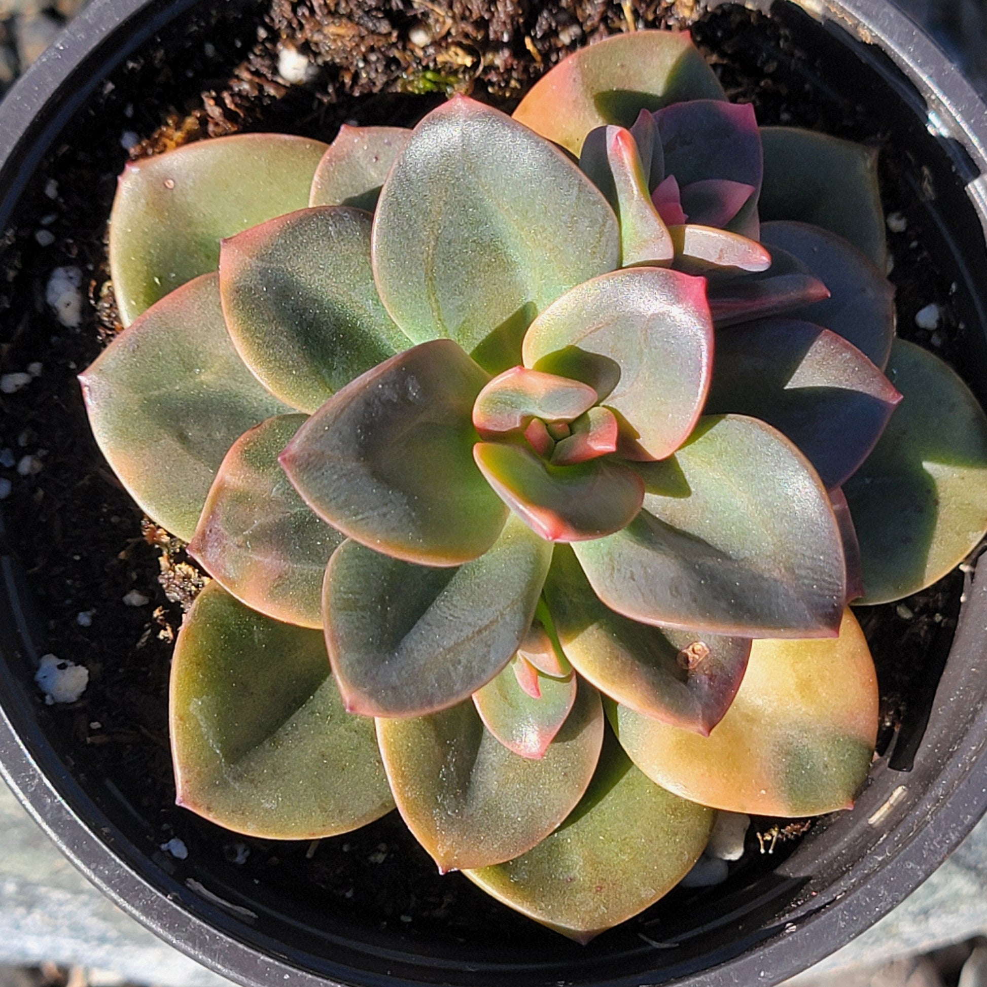 DesertScapeSucculent Succulent 4" Assorted Echeveria 'Melaco'