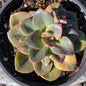 Echeveria 'Melaco' - 4 Inch Assorted - Succulent - DesertScapeSucculent