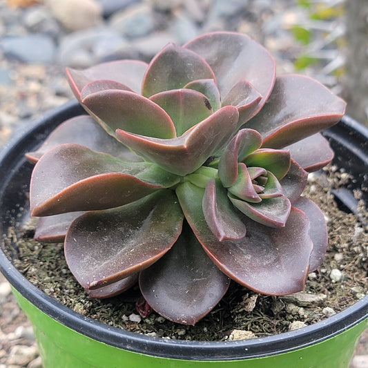 Echeveria 'Melaco'