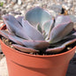 Echeveria 'Metallica Hybrid' - 4 Inch Assorted - Succulent - DesertScapeSucculent