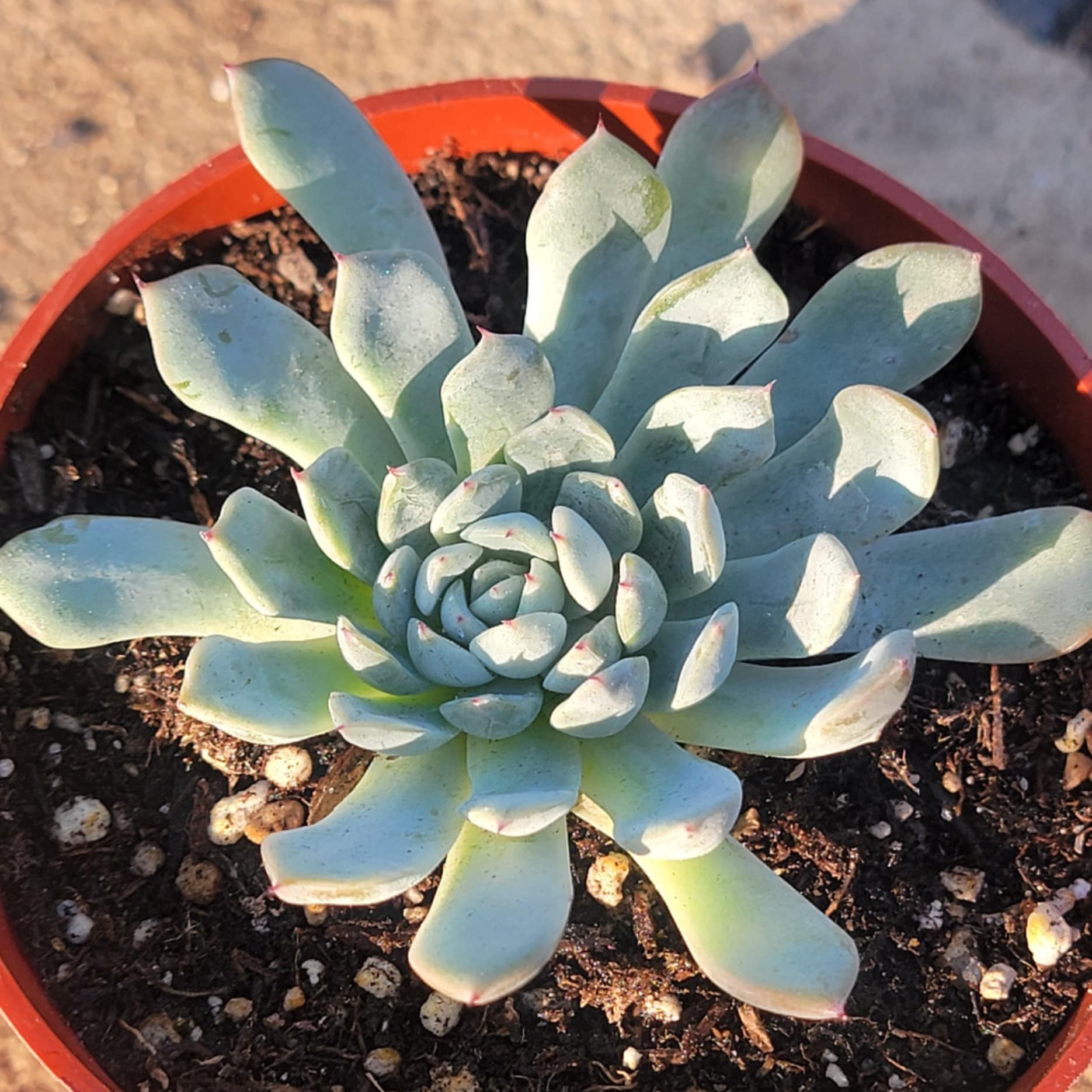 mexican succulent plants Echeveria Mexican 'Minima' – DesertScapeSucculent