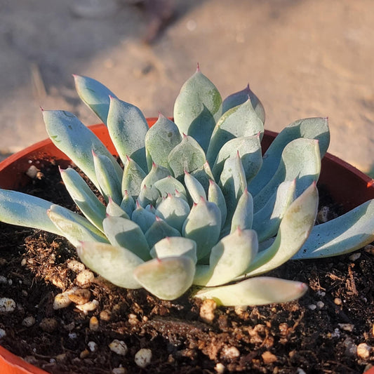 DesertScapeSucculent Succulent Echeveria Mexican 'Minima'