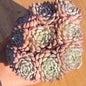Echeveria Mexican 'Minima' - 6 Inch Cluster Assorted - Succulent - DesertScapeSucculent