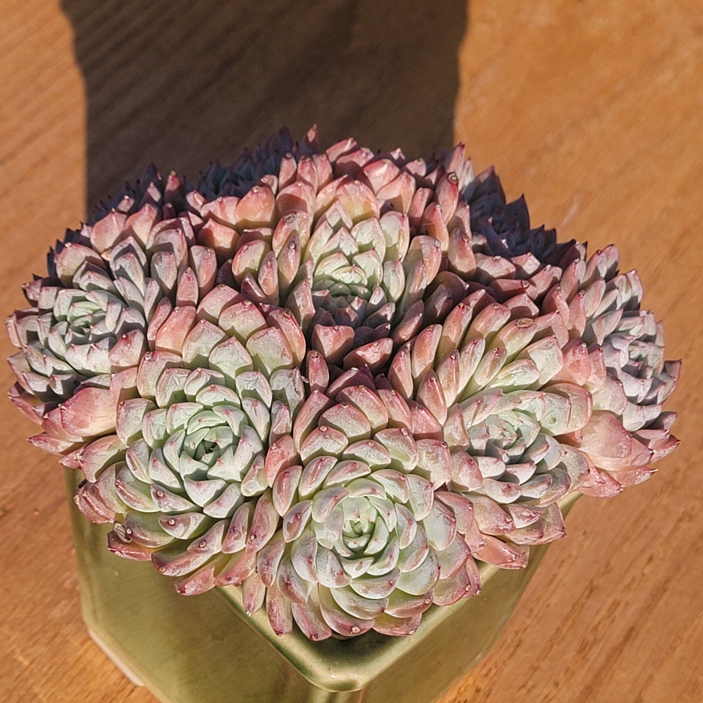 Grappe d'Echeveria 'Minima'