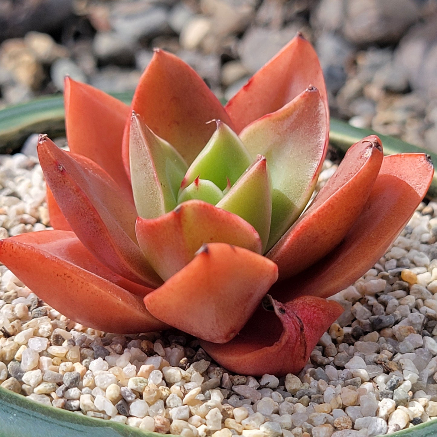 Echeveria Mini gosasong