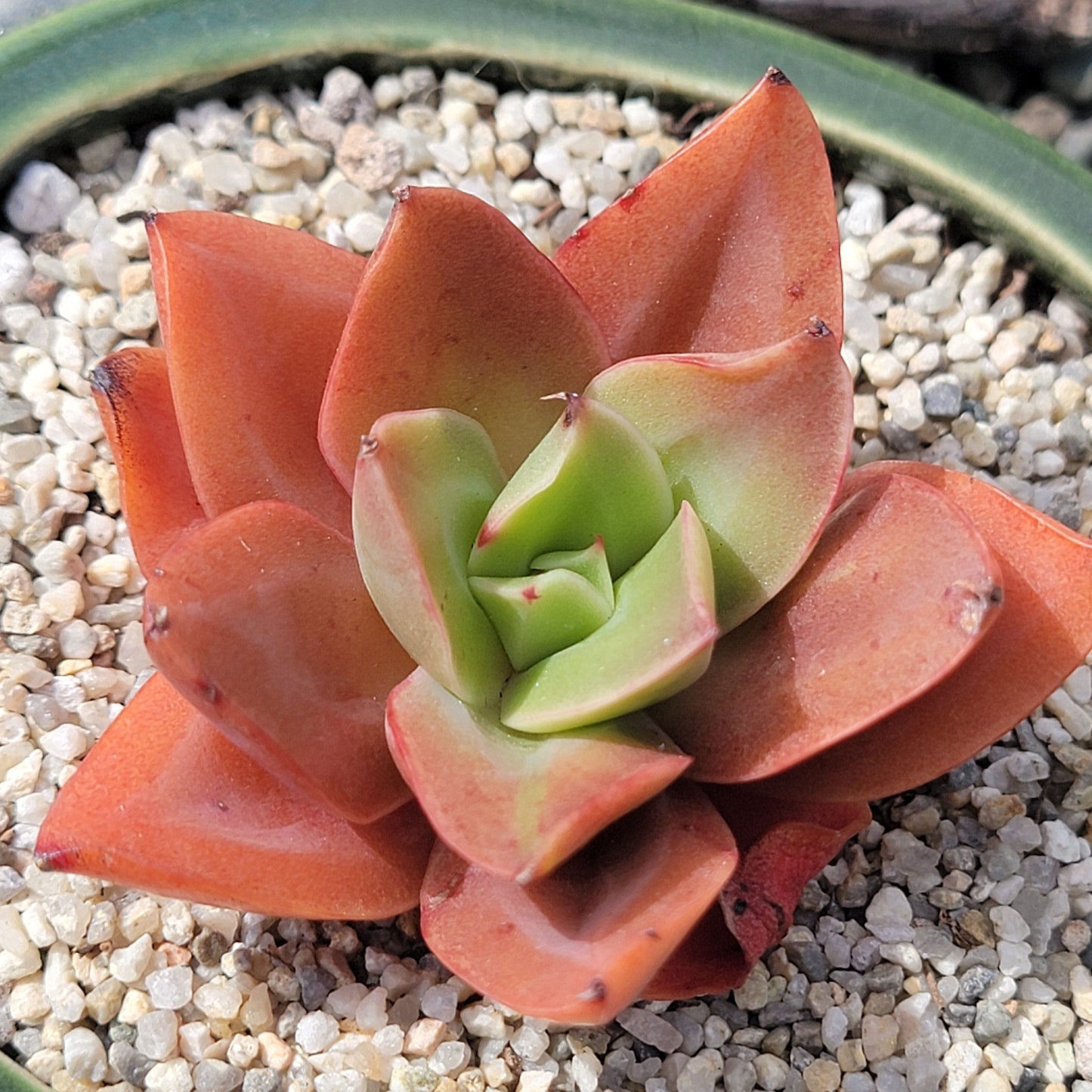 Echeveria Mini gosasong