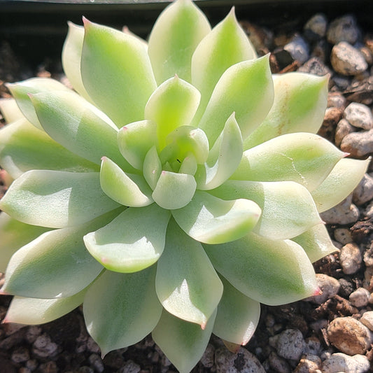 Echeveria Minibelle x Mebina Panachée (Succulente coréenne rare !!)