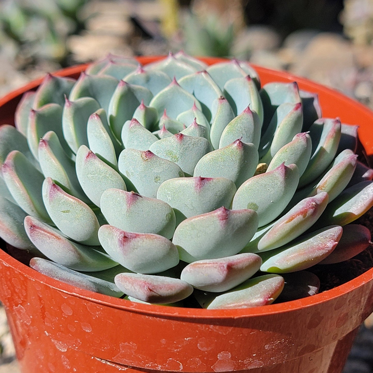 DesertScapeSucculent Succulent 4" Assorted Echeveria 'Minima'