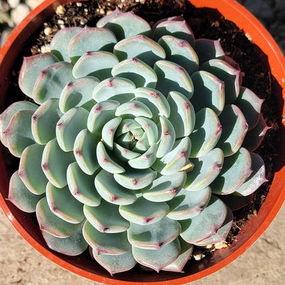 DesertScapeSucculent Succulent 4" Assorted Echeveria 'Minima'