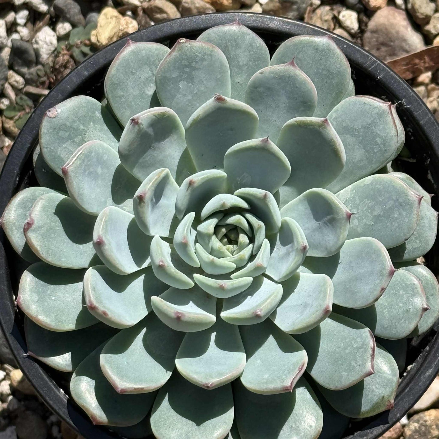 Echeveria 'Minima' - 4" Assorted - Succulent - DesertScapeSucculent