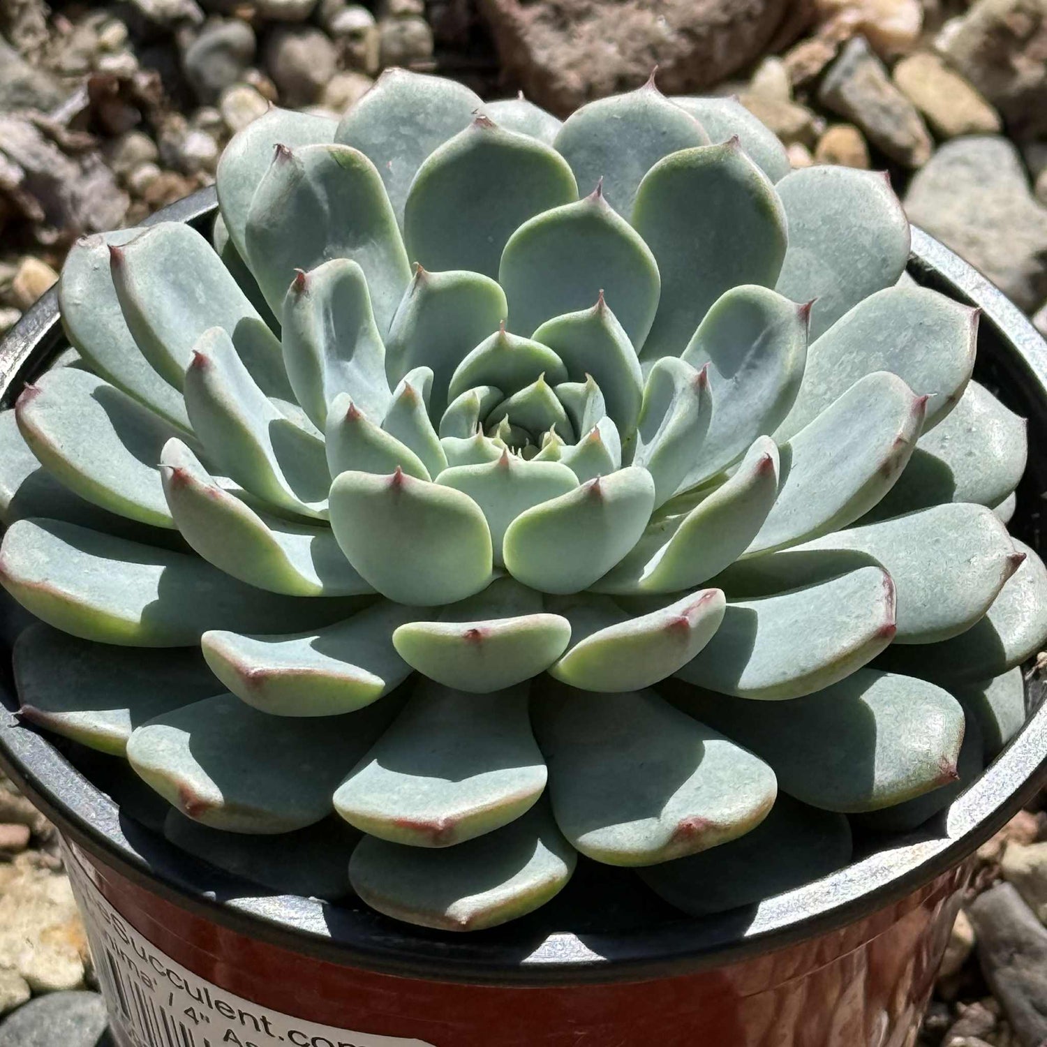 Echeveria 'Minima' - 4" Assorted - Succulent - DesertScapeSucculent