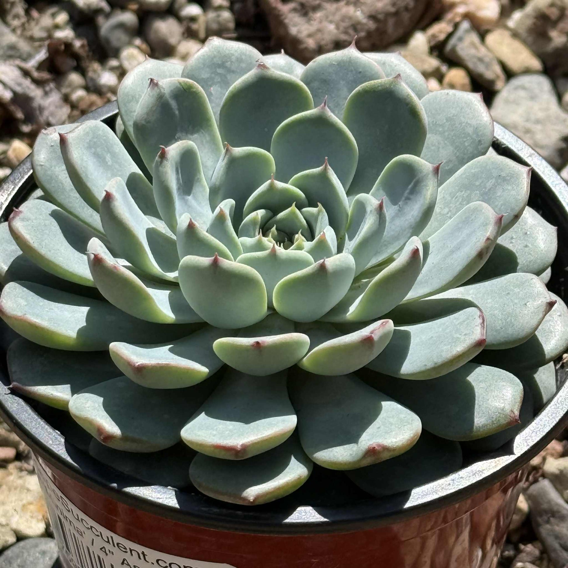 Echeveria 'Minima' - 4" Assorted - Succulent - DesertScapeSucculent