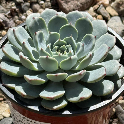 Echeveria 'Minima' - 4" Assorted - Succulent - DesertScapeSucculent