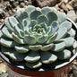 Echeveria 'Minima' - 4" Assorted - Succulent - DesertScapeSucculent