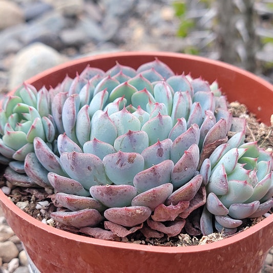 Echeveria 'Minima'