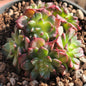 Echeveria 'Miracle'. - 4 Inch Var Cluster - Succulent - DesertScapeSucculent