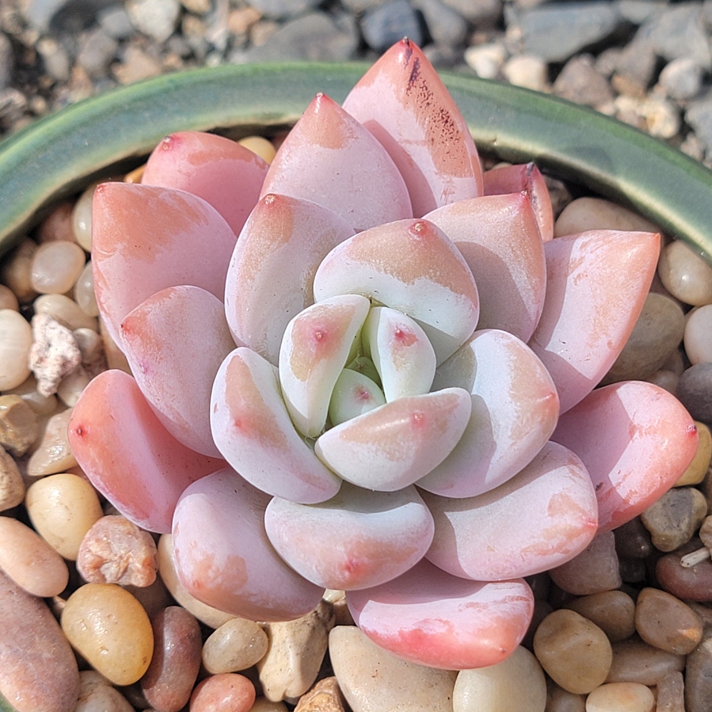 Echeveria 'Miss Jin'