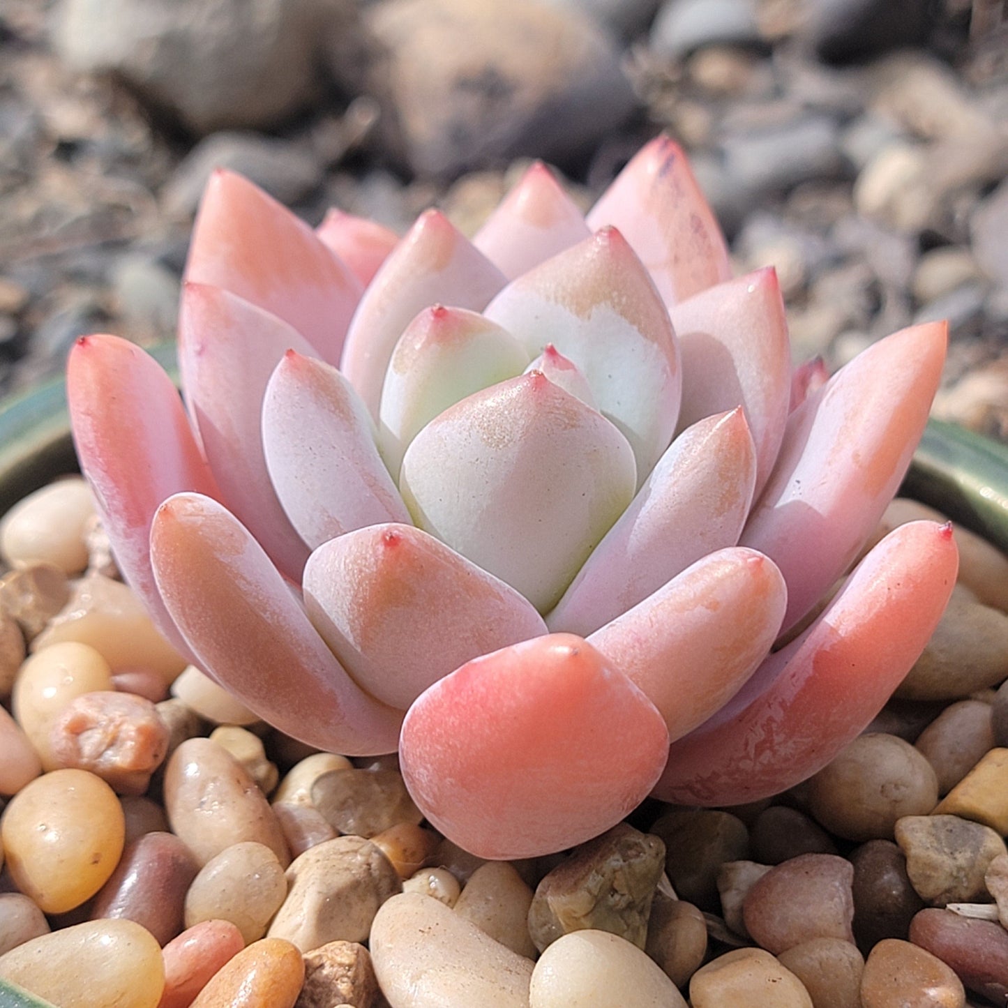 Echeveria 'Miss Jin'