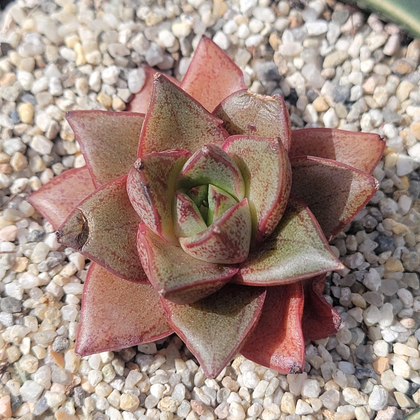 Echeveria 'Monocerotis'