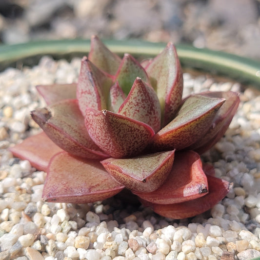 Echeveria 'Monocerotis'