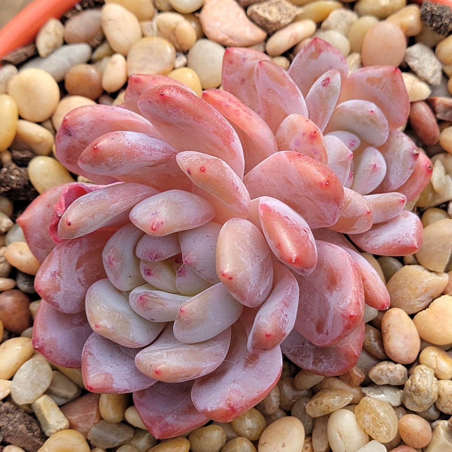 Echeveria 'Monroe'