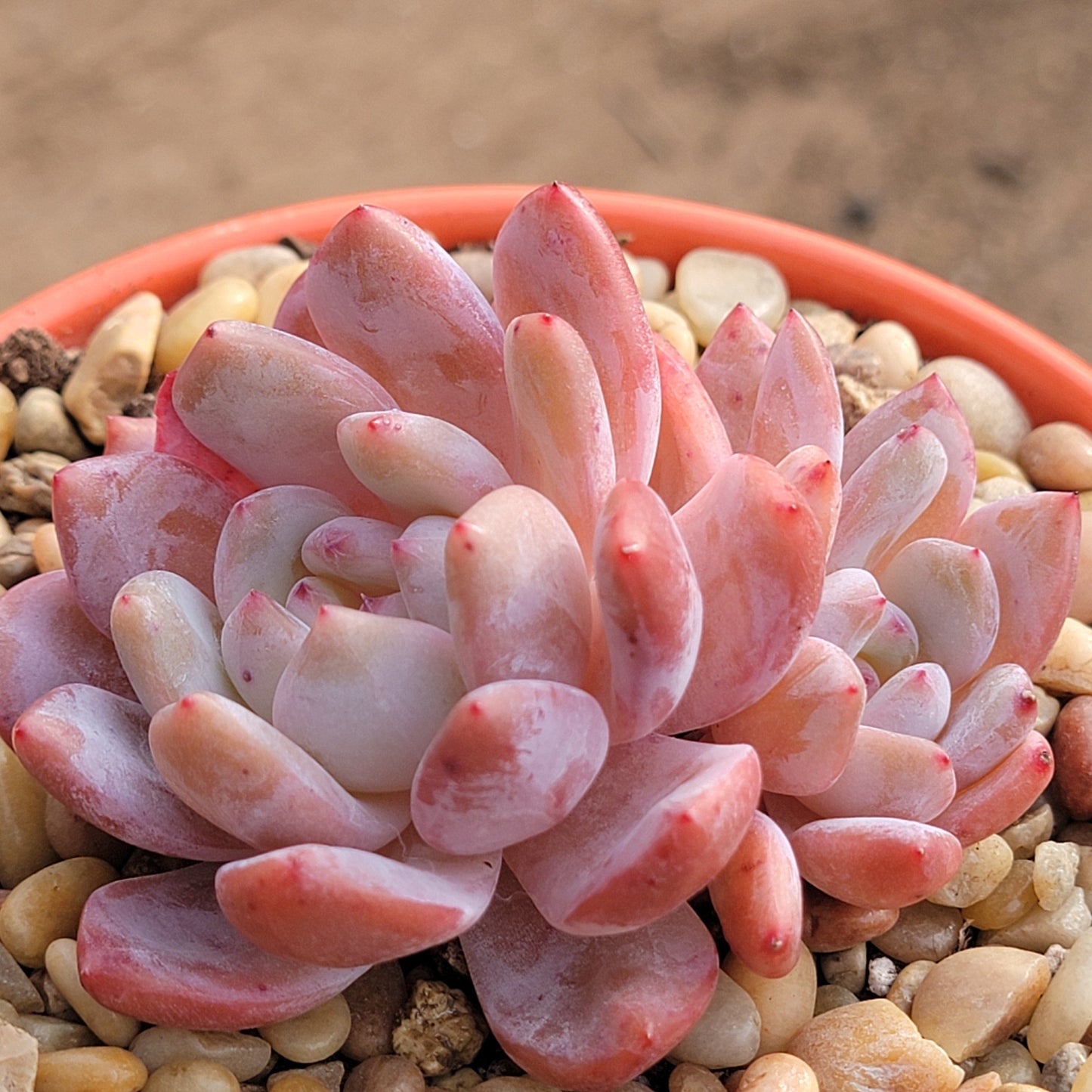 Echeveria 'Monroe'