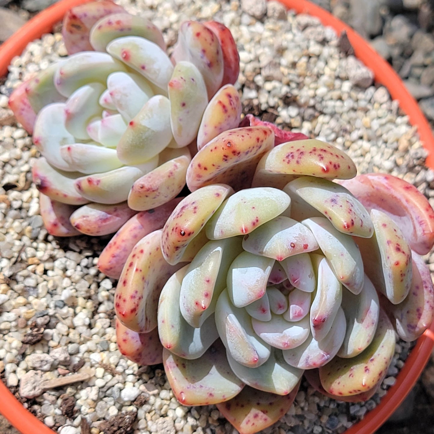 Echeveria 'Monroe'