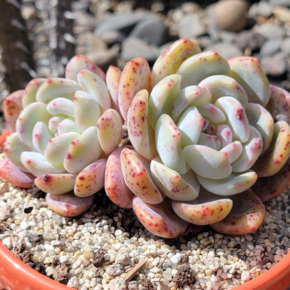 Echeveria 'Monroe'