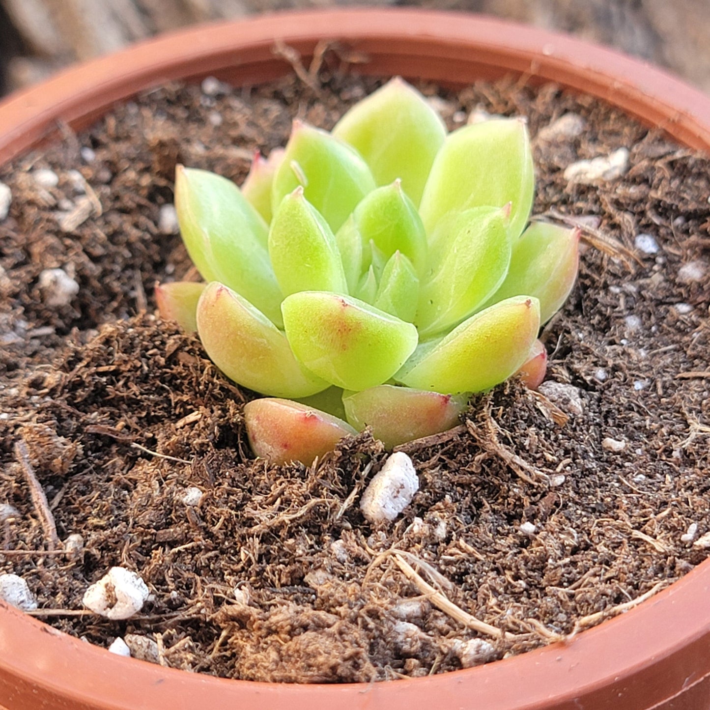 Echeveria 'Monroe Chanel'