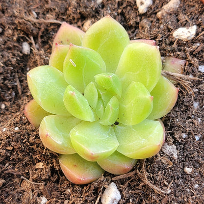 Echeveria 'Monroe Chanel'