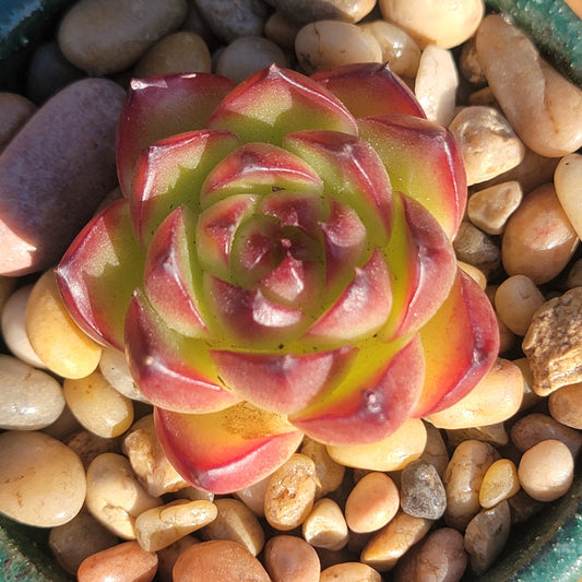 Echeveria 'Moon Stone'