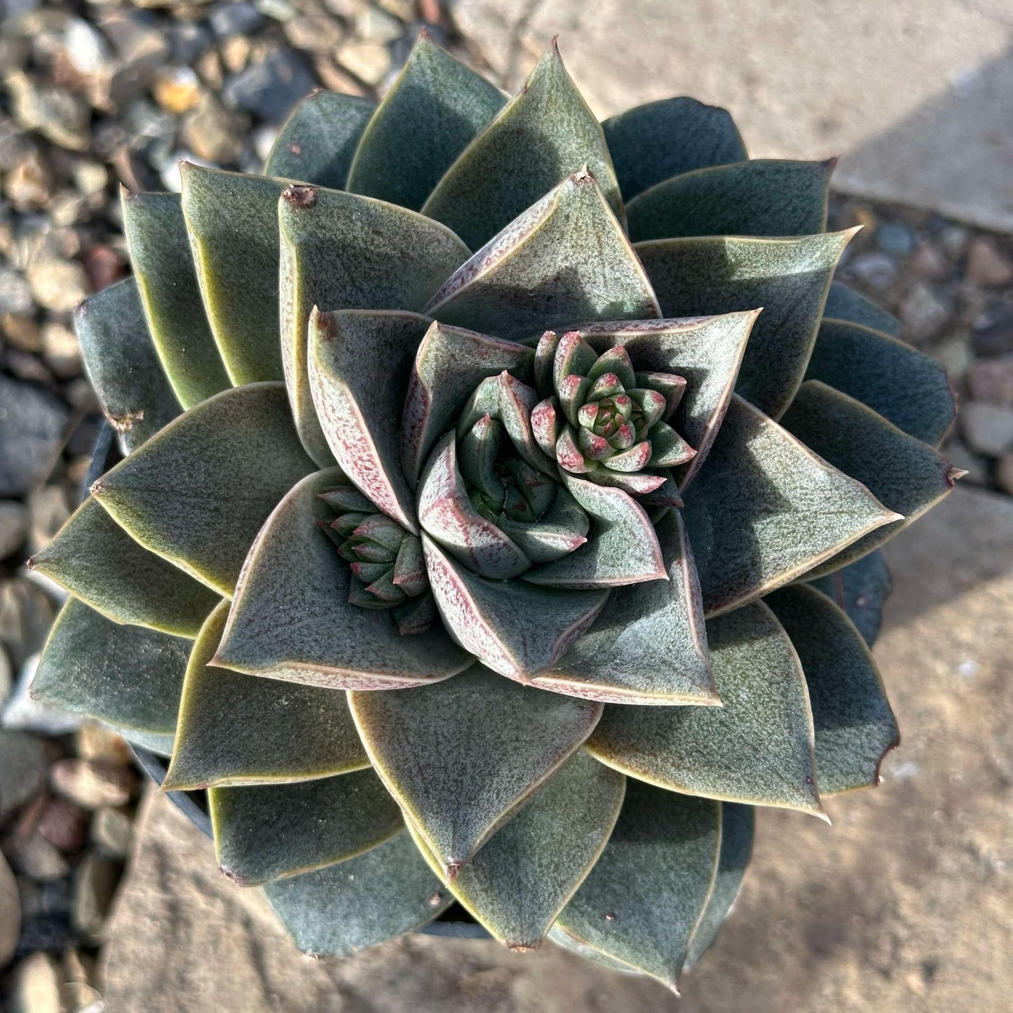 DesertScapeSucculent Succulent 4" Assorted Echeveria moranii 'Purpureum'