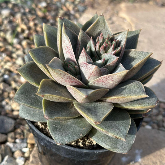 DesertScapeSucculent Succulent 4" Assorted Echeveria moranii 'Purpureum'