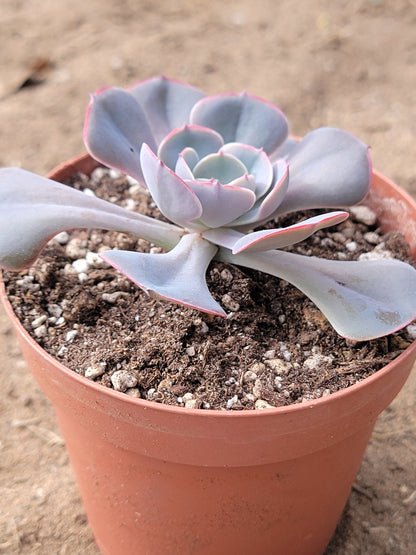 Echeveria 'Muesli'