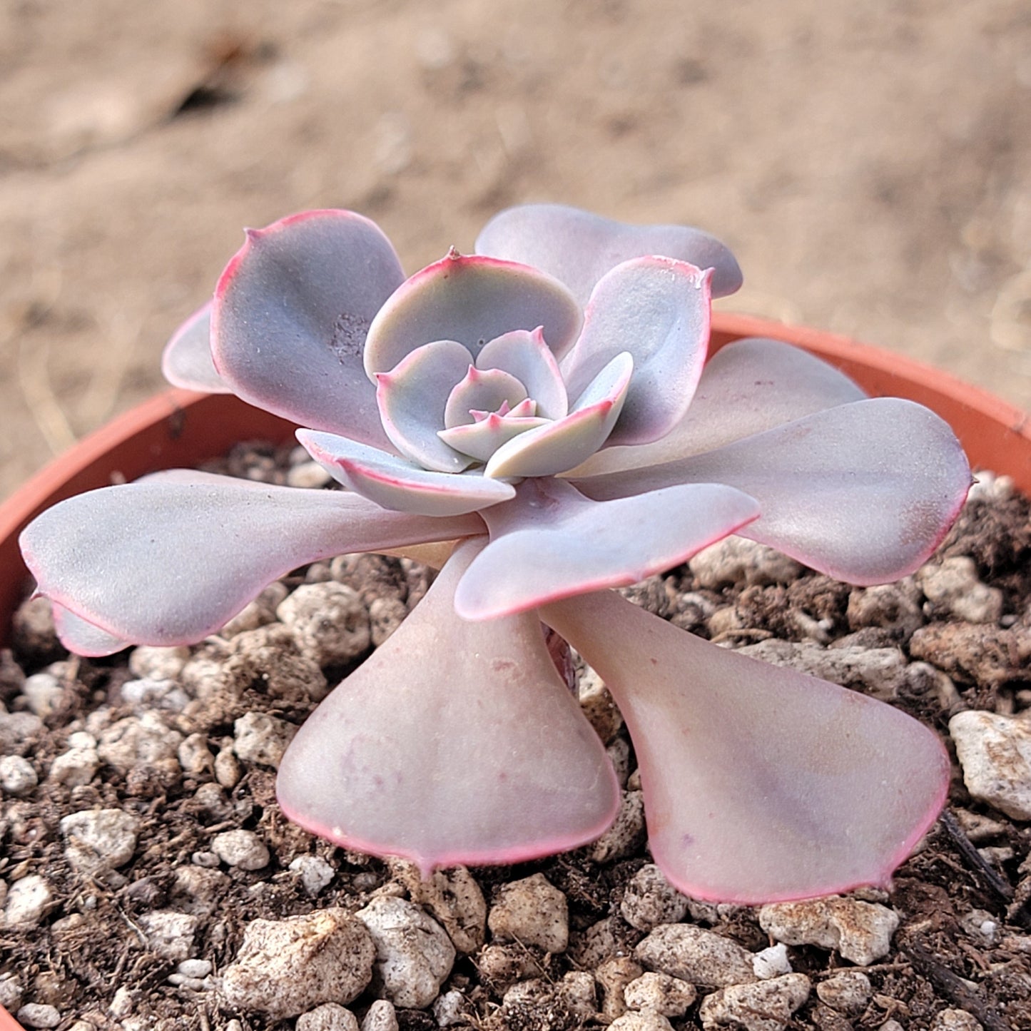 Echeveria 'Muesli'