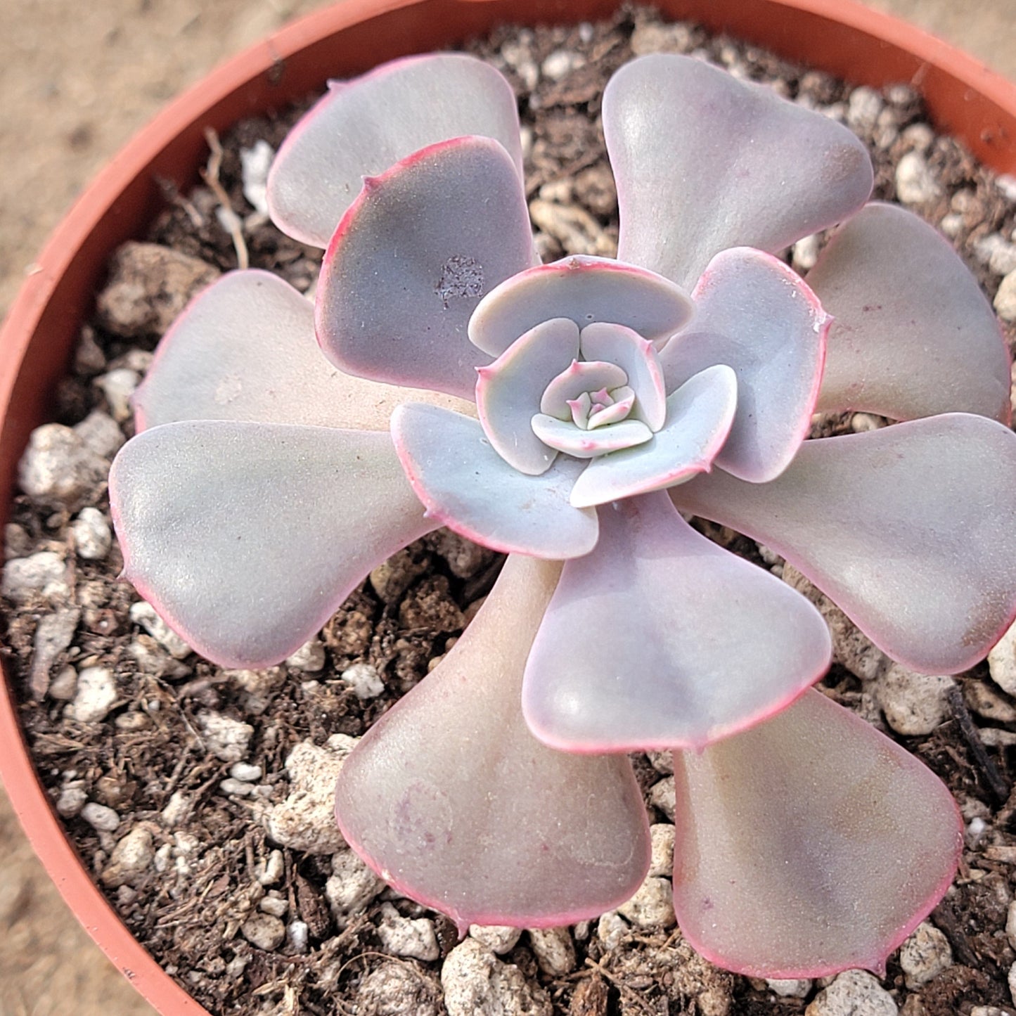 Echeveria 'Muesli'