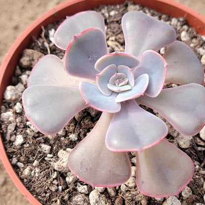 Echeveria 'Muesli'