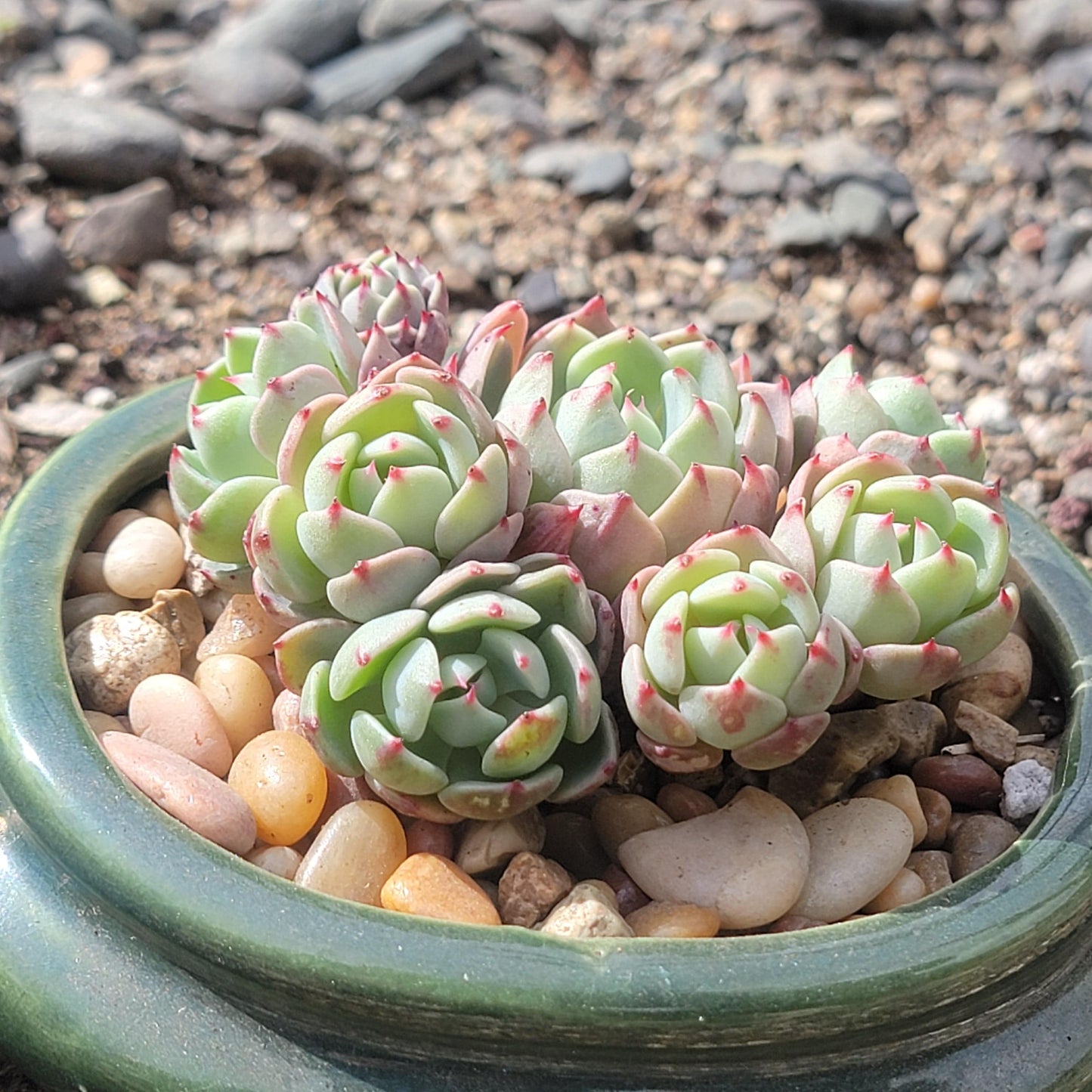 Echeveria 'Nanahukumini'