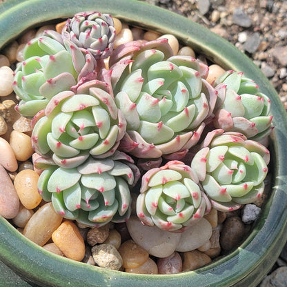 Echeveria 'Nanahukumini'