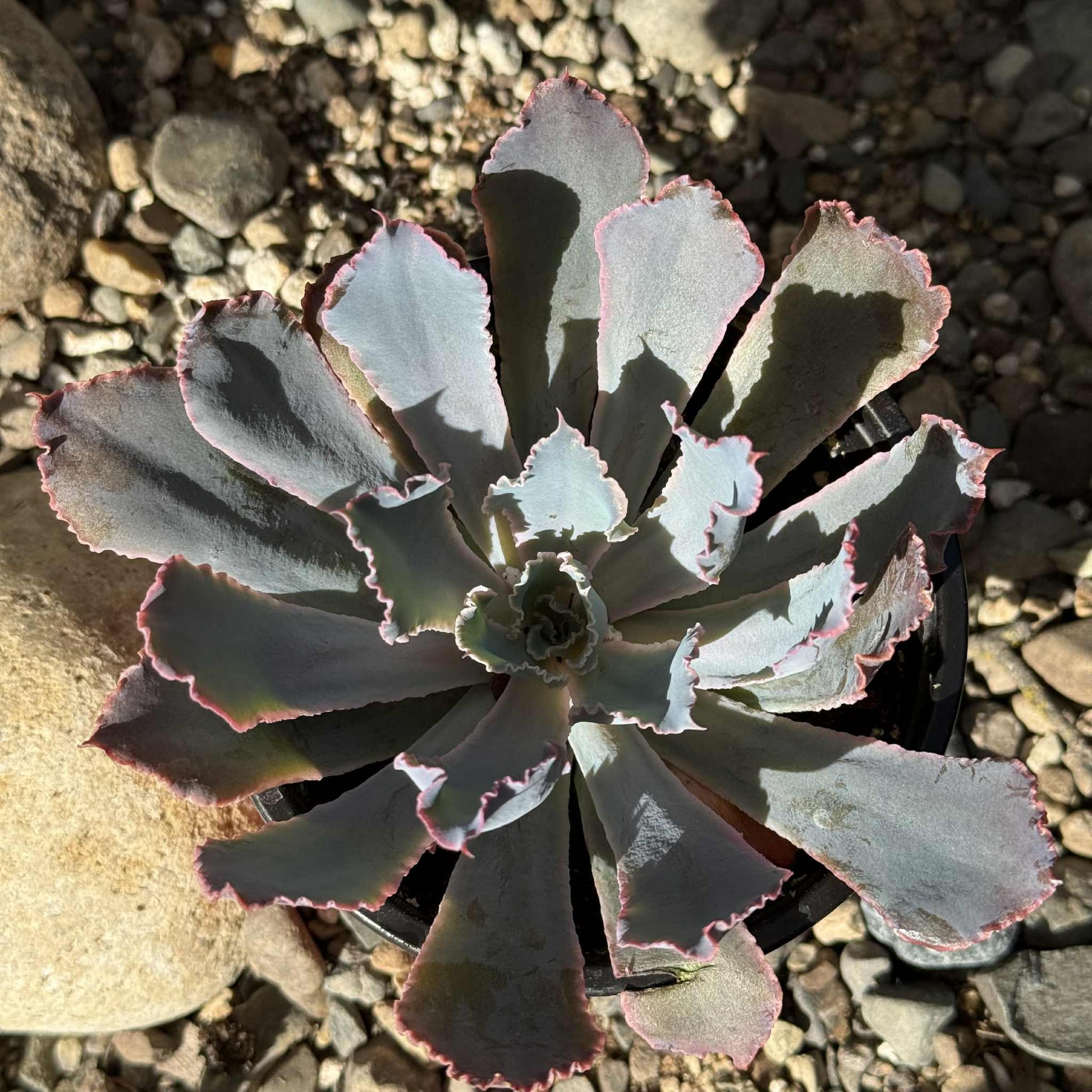 echeveria neon breaker succulent Echeveria 'Neon Breakers' – DesertScapeSucculent