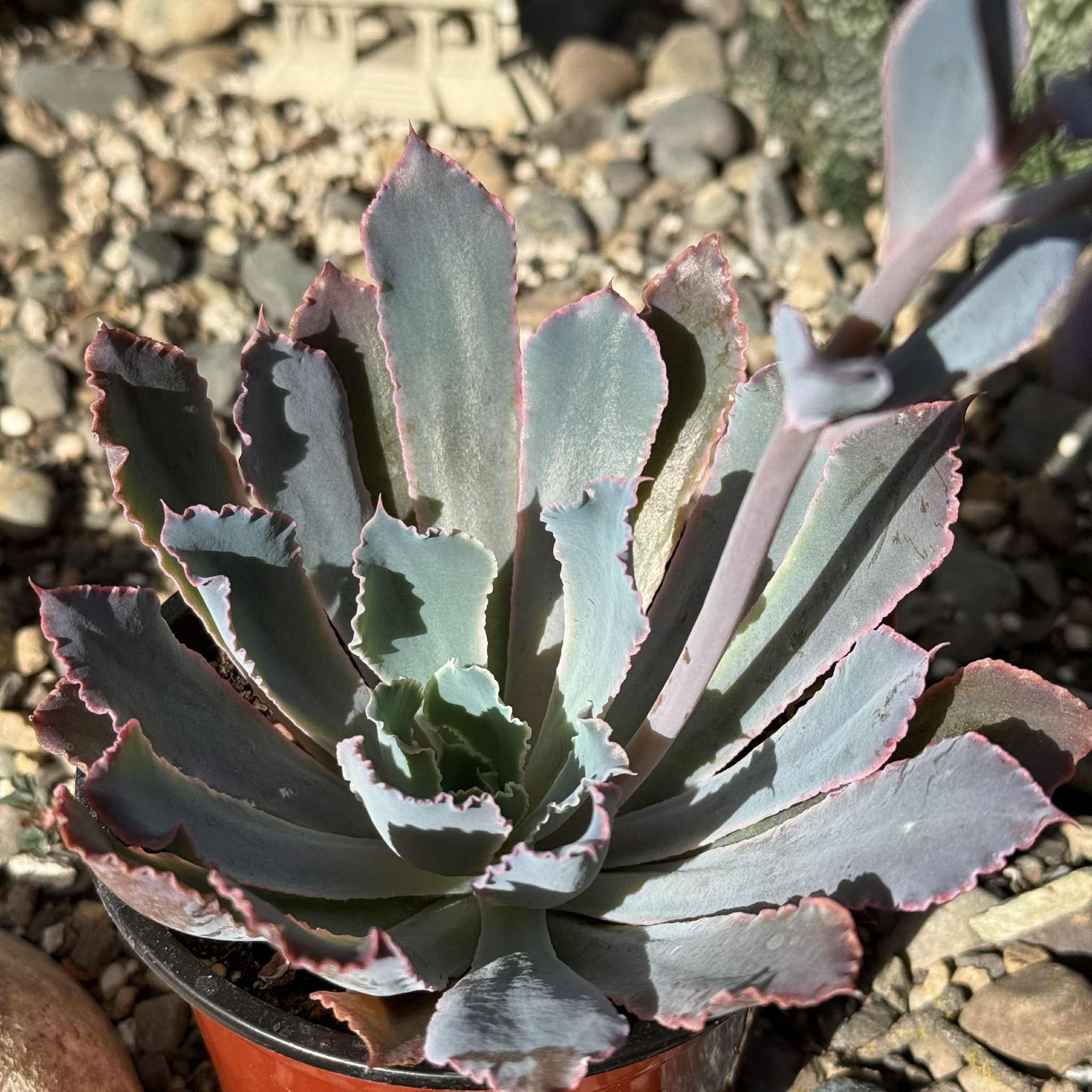 succulent neon breaker Echeveria 'Neon Breakers' – DesertScapeSucculent