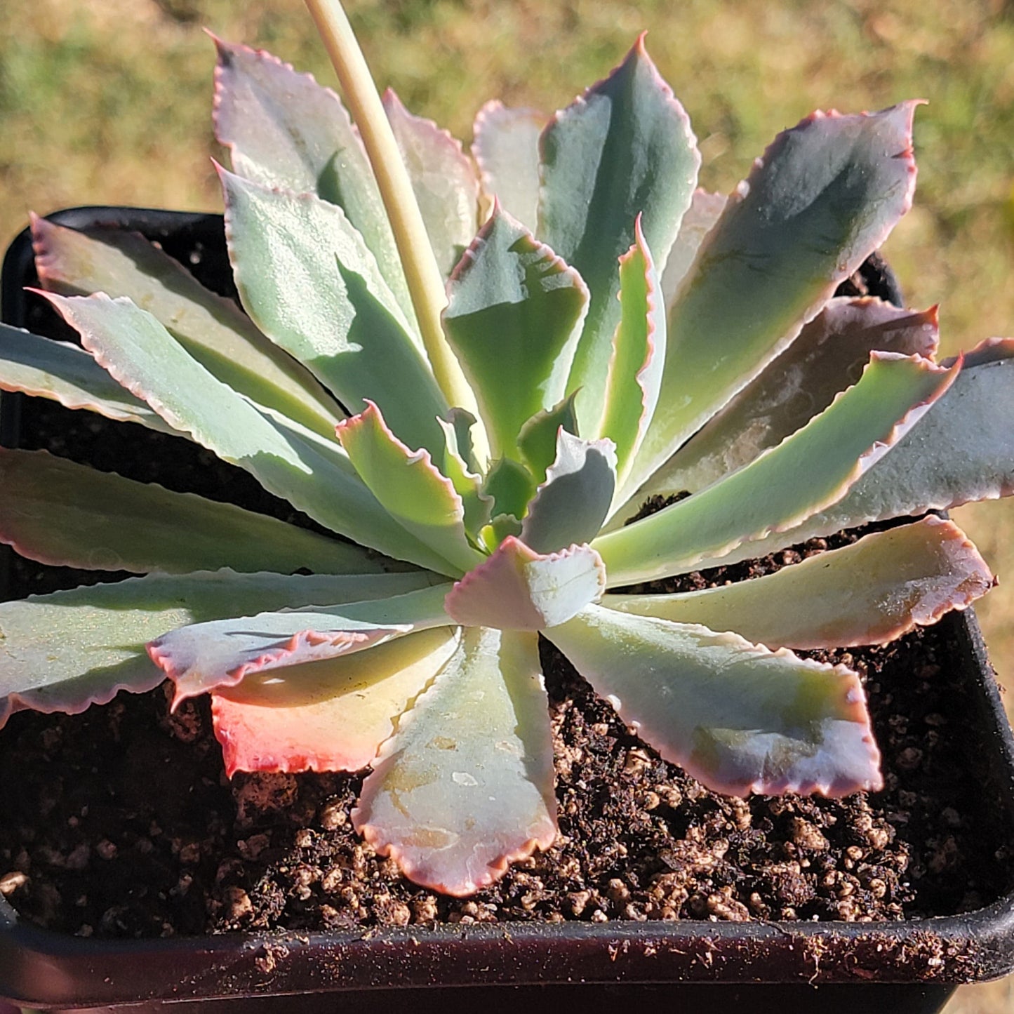 Echeveria 'Neon Breakers'