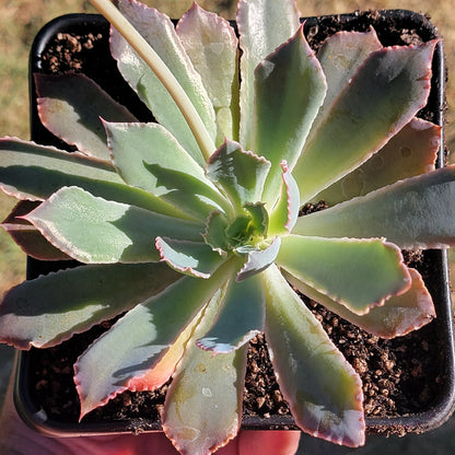 Echeveria 'Rompedores de neón'