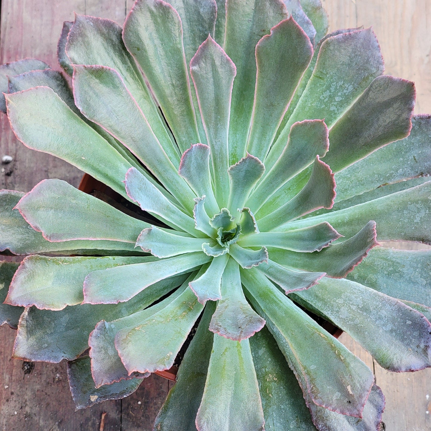 Echeveria 'Rompedores de neón'