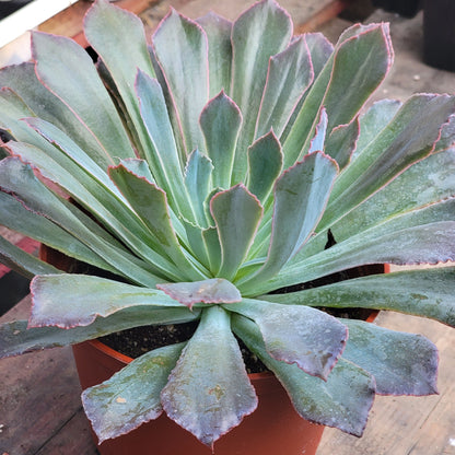 Echeveria 'Rompedores de neón'